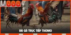 Đá gà trực tiếp Thomo