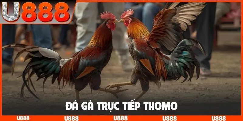 Đá gà trực tiếp Thomo