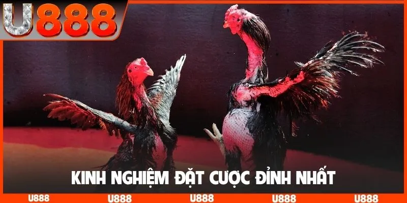 Kinh nghiệm đặt cược đỉnh nhất