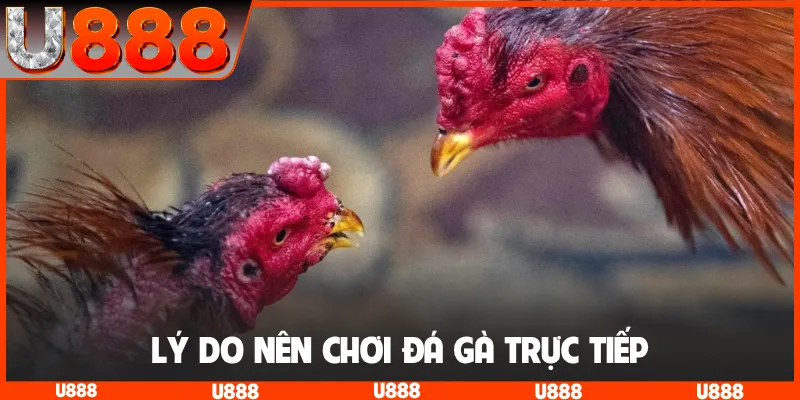 Lý do nên chơi đá gà trực tiếp
