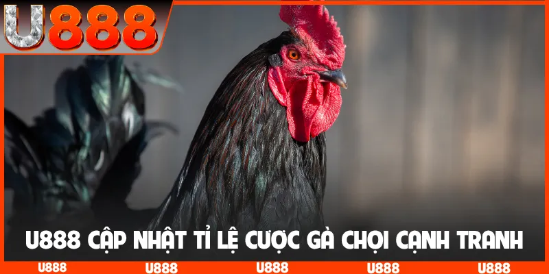 U888 cập nhật tỉ lệ cược gà chọi cạnh tranh